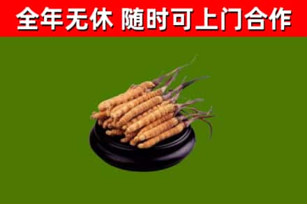 三穗烟酒回收冬虫夏草.jpg